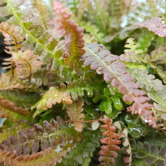 Blechnum penna-marina 'Firecracker'