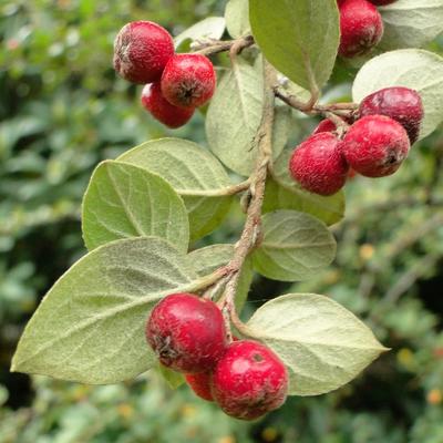 Cotoneaster dielsianus - 