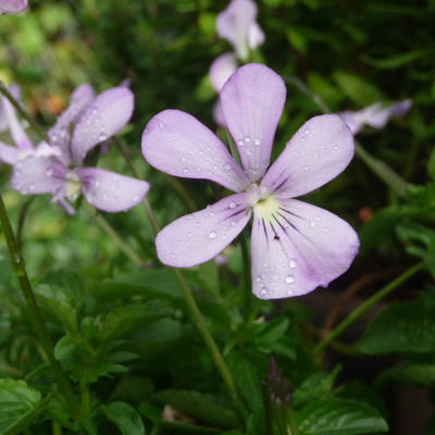 Viola cornuta 'Victoria's Blush'