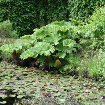 Gunnera manicata