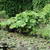 Gunnera manicata