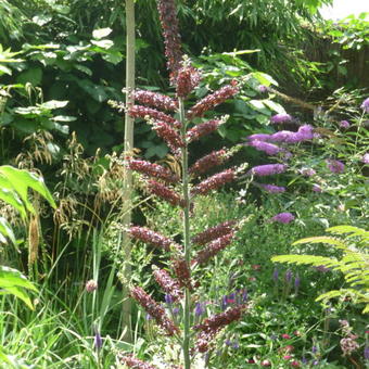 Veratrum nigrum