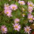 Aster dumosus 'Herbstgruss von Bresserhof'