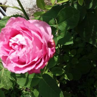 Rosa 'Mrs. John Laing'