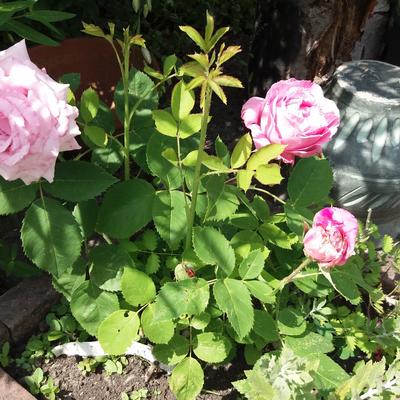 Rosa 'Mrs. John Laing' - 