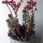 Echeveria 'Black Prince' - 