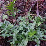 Polypodium cambricum 'Macrostachyon' - 