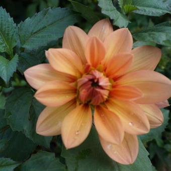 Dahlia 'Nicholas'