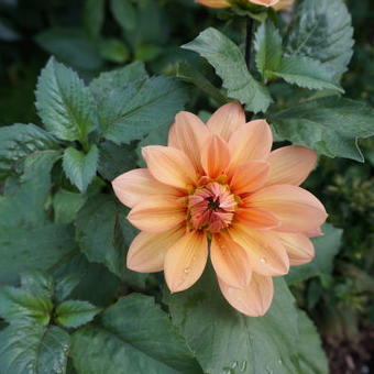 Dahlia 'Nicholas'