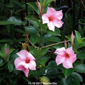 Mandevilla