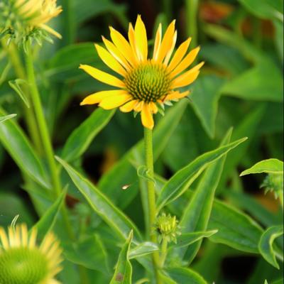 Echinacea purpurea 'Summer Breeze' - 