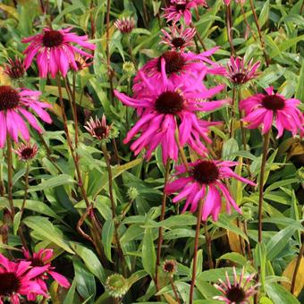 Echinacea purpurea 'Purple Emperor'