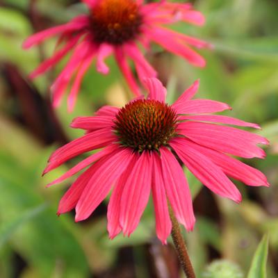 Echinacea purpurea 'Mama Mia' - 