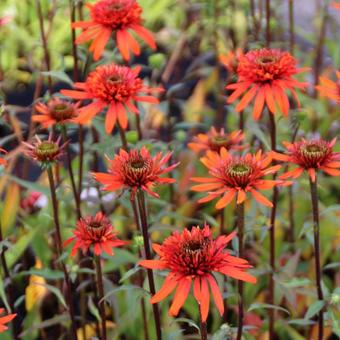 Echinacea purpurea 'Irresistible'