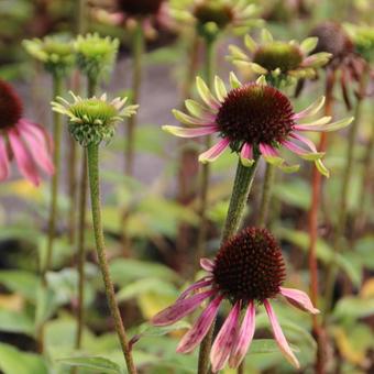 Echinacea purpurea 'Green Envy'