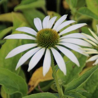 Echinacea purpurea 'Baby Swan White'