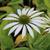 Echinacea purpurea 'Baby Swan White'