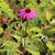 Echinacea purpurea 'Primadonna Deep Rose'