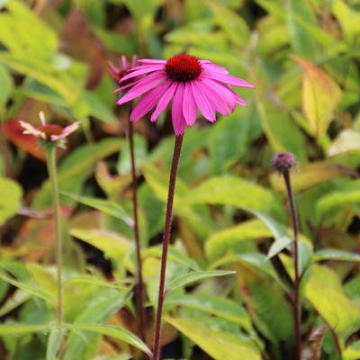 Echinacea purpurea 'Primadonna Deep Rose'