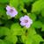 Geranium nodosum