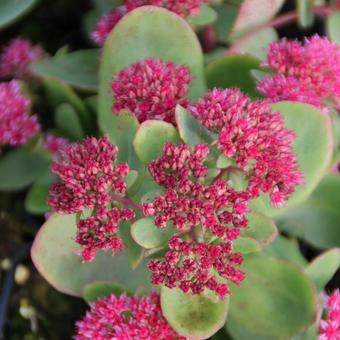 Sedum 'Abbeydore'