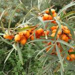 Hippophae rhamnoides - Argousier - Hippophae rhamnoides