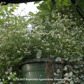 Euphorbia hypericifolia 'Diamond Frost'