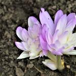 Colchicum autumnale  'Waterlily' - Colchicum autumnale 'Waterlily'