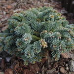 Abies procera 'Blaue hexe' - 