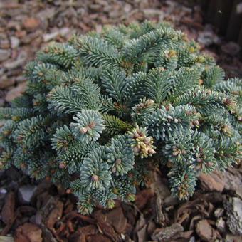 Abies procera 'Blaue hexe'