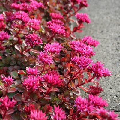 Sedum spurium 'Fuldaglut' - Sedum spurium 'Fuldaglut'