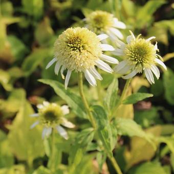 Echinacea purpurea 'White Double Delight'