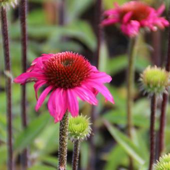 Echinacea purpurea 'Red Knee High'