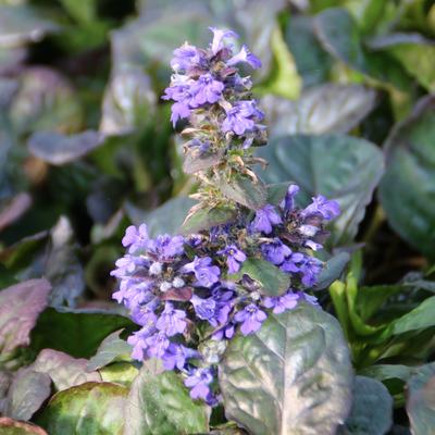 Ajuga reptans 'Catlins Giant' - Ajuga reptans 'Catlins Giant'