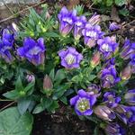 Gentiana scabra 'Blue Heart' - 