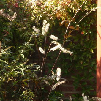 Actaea simplex 'Giant Strain'