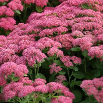 Sedum  'Herbstfreude'