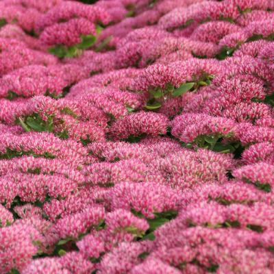 Sedum  'Herbstfreude' - Sedum  'Herbstfreude'