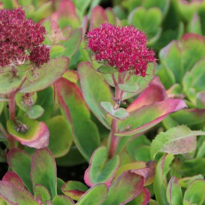 Sedum 'Carl'