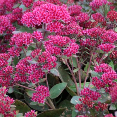 Sedum telephium 'Thunderhead' - Sedum telephium 'Thunderhead'