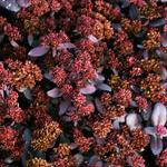 Sedum 'TOUCHDOWN Teak' - 