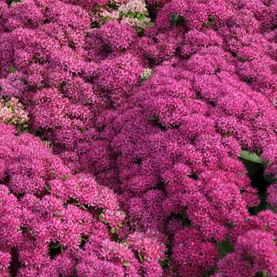 Sedum 'Mr Goodbud' - Sedum 'Mr Goodbud'