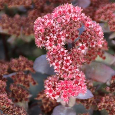 Sedum 'José Aubergine'