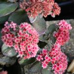 Sedum 'Orbit Bronze' - 