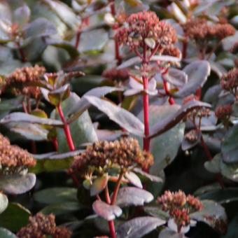 Sedum 'Orbit Bronze'