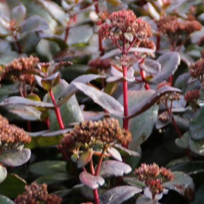 Sedum 'Orbit Bronze' - 