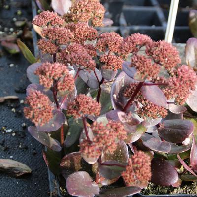 Sedum 'Chocolate Drop' - 