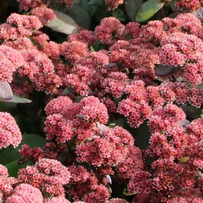 Sedum 'Xenox' - Sedum 'Xenox'