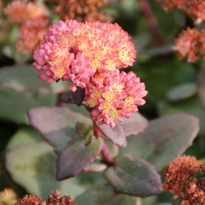 Sedum 'Yellow Xenox' - 