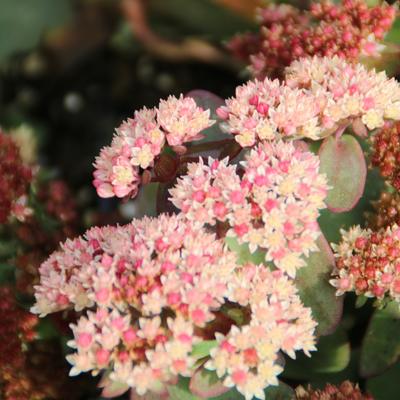 Sedum 'Twinkling Star' - 